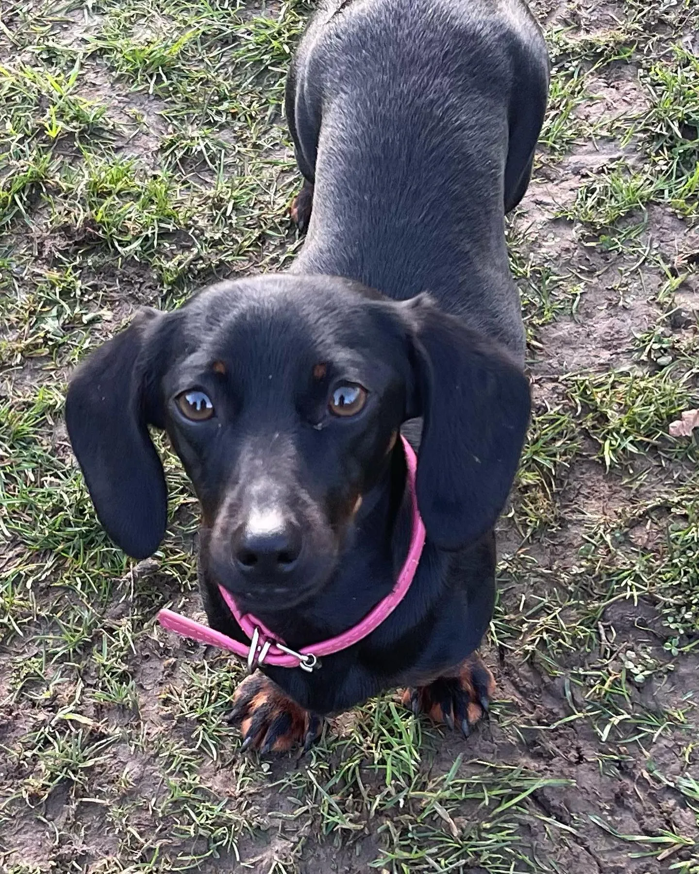 kennels photo 9