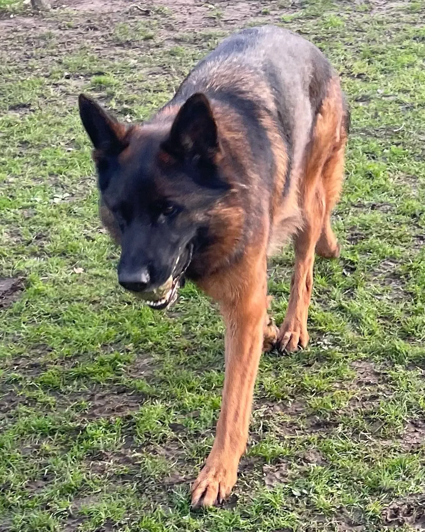 kennels photo 14