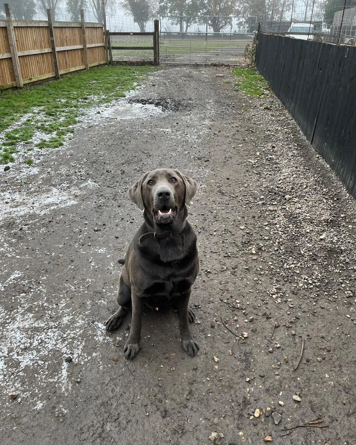 kennels photo 13