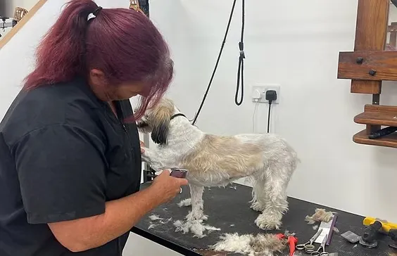 Grooming Dog