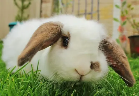 Small pet grooming