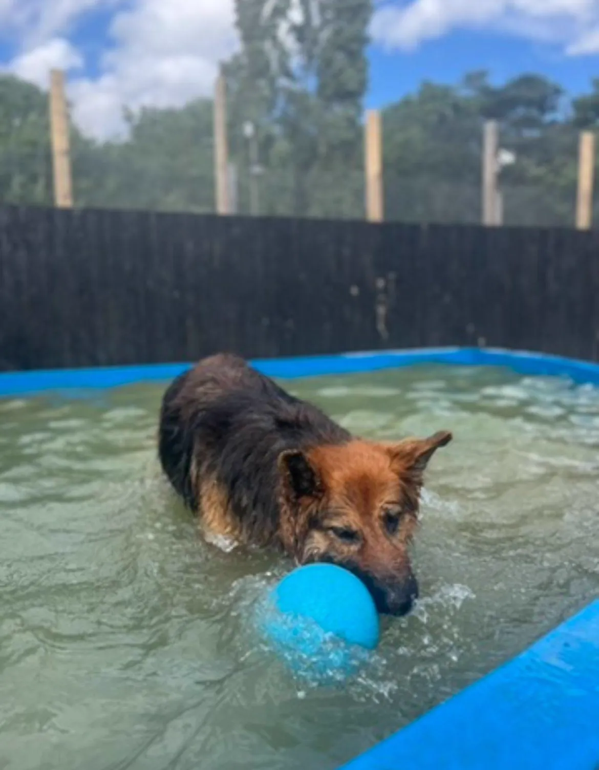 kennels photo 22