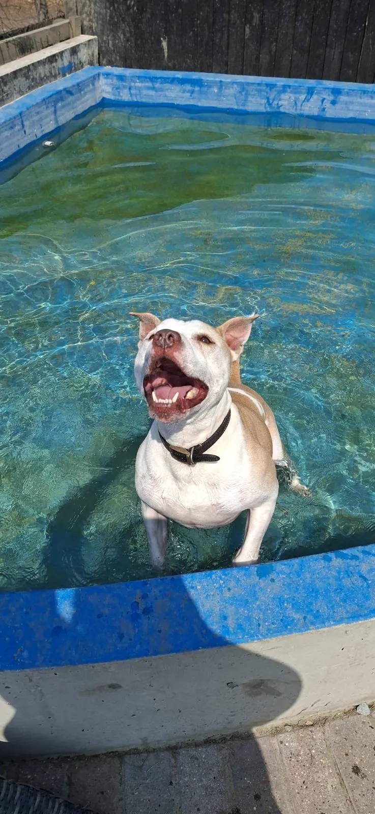 kennels photo 25