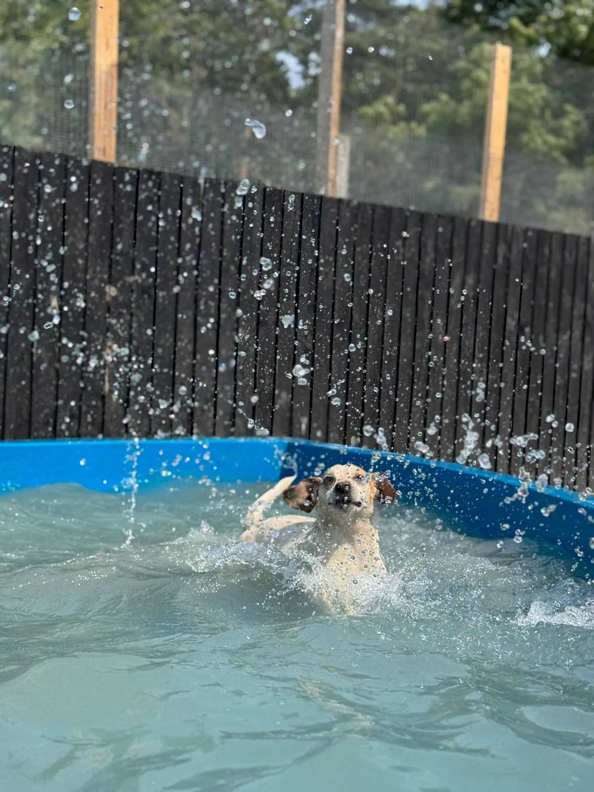 kennels photo 26