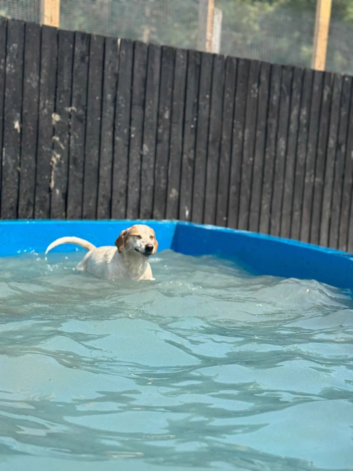 kennels photo 27