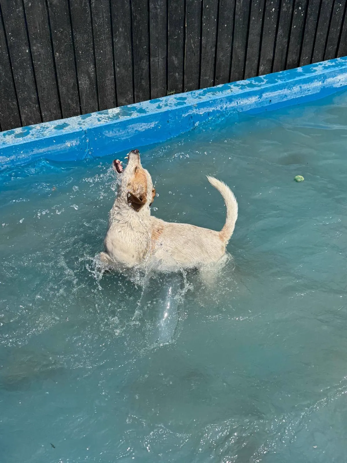 kennels photo 28