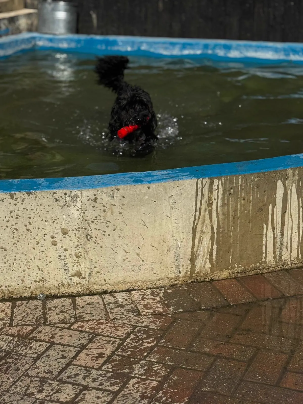 kennels photo 31