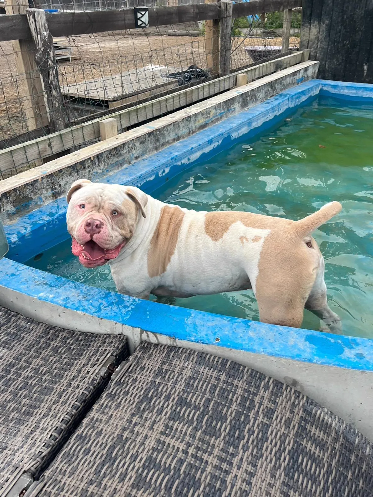 kennels photo 33