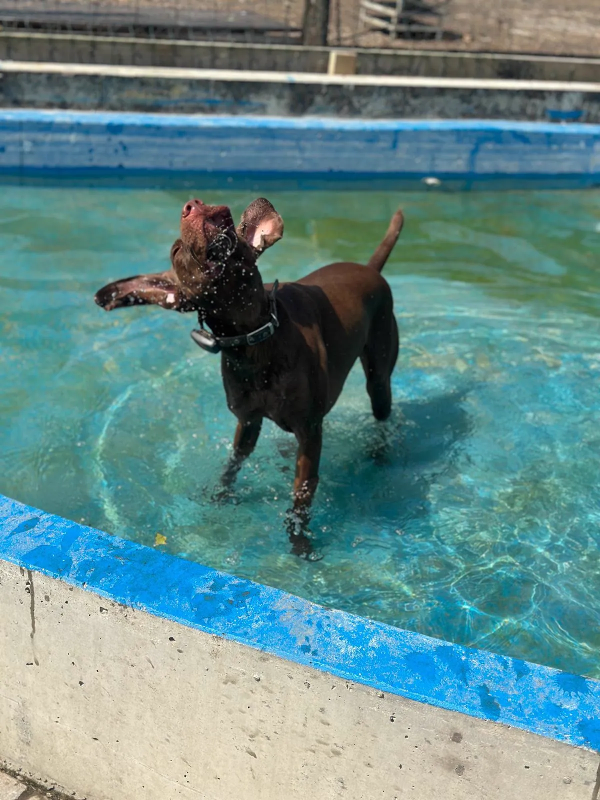 kennels photo 35
