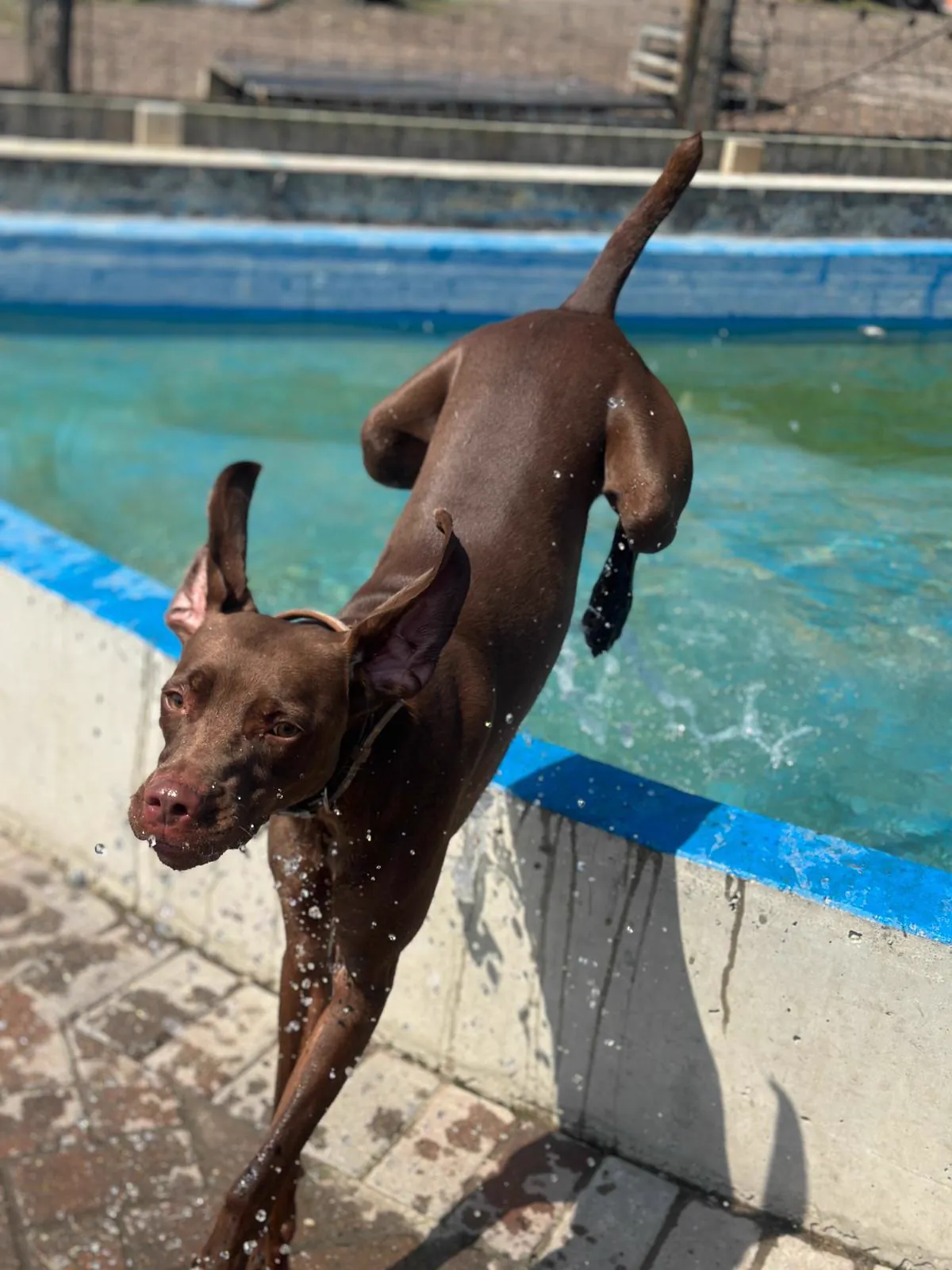 kennels photo 36