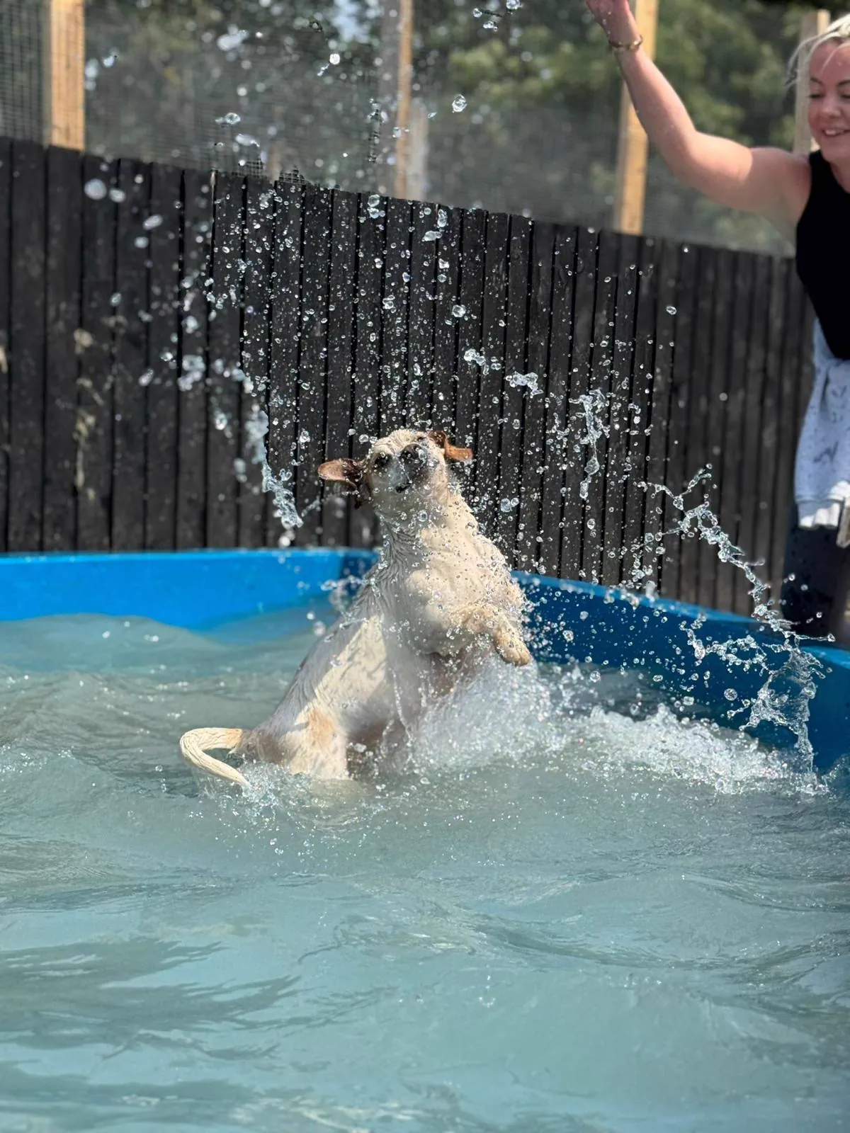 kennels photo 38