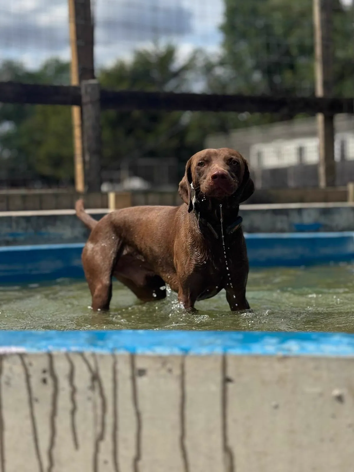 kennels photo 39