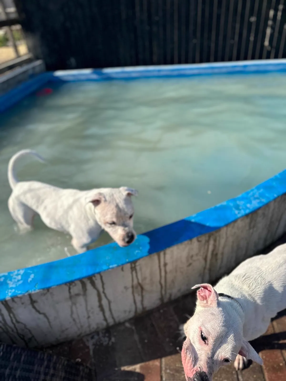 kennels photo 40