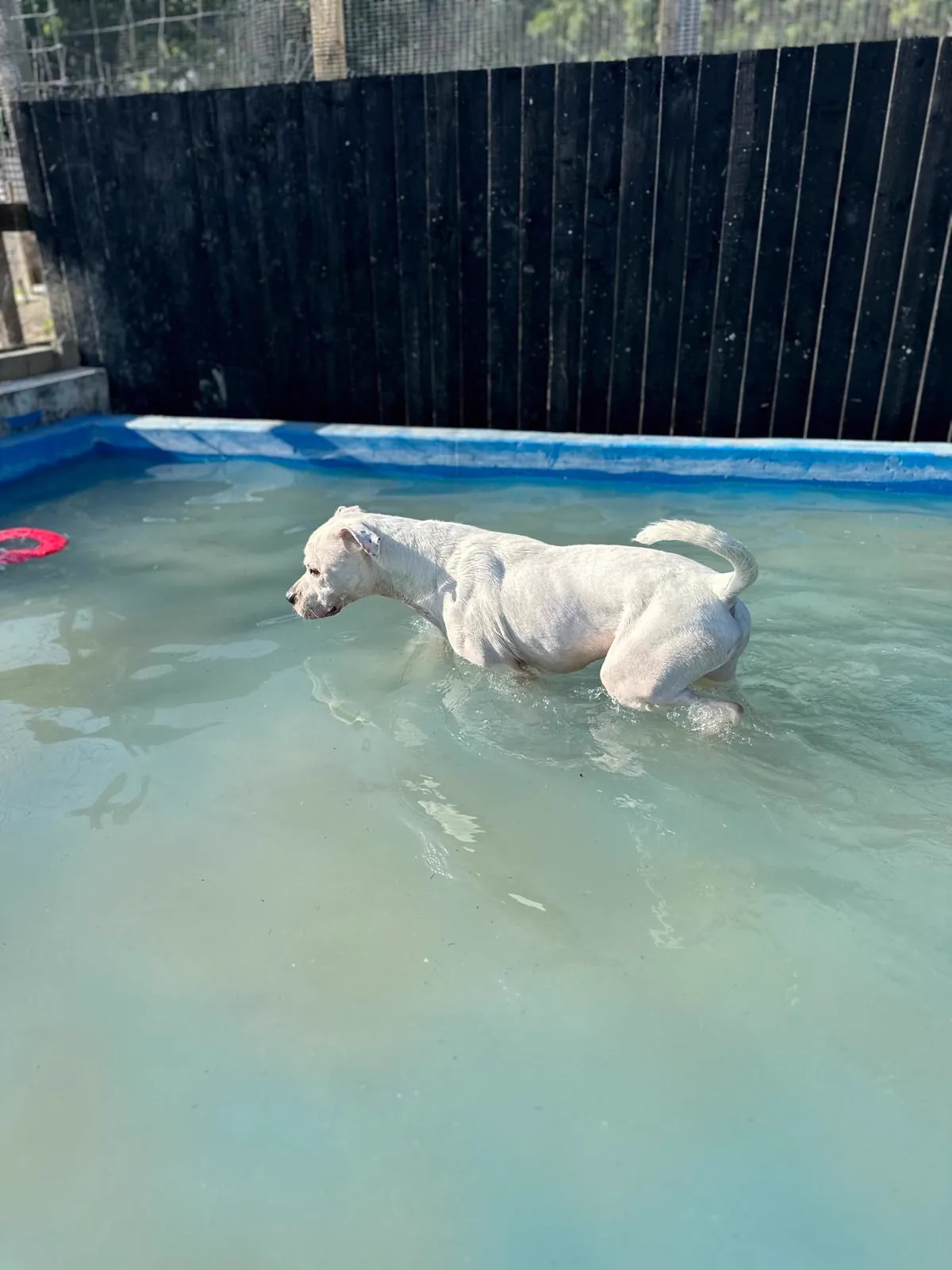 kennels photo 41