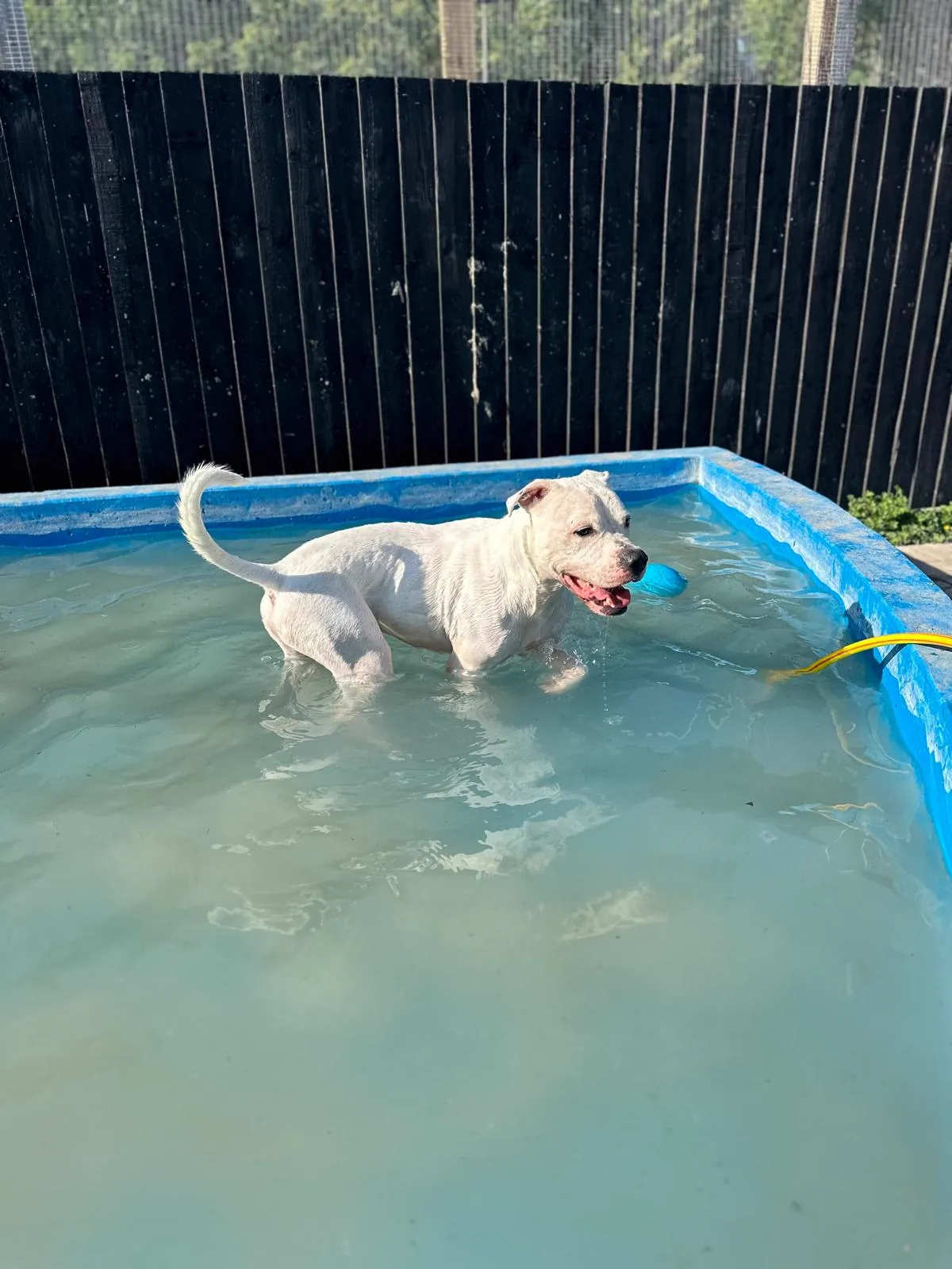 kennels photo 42