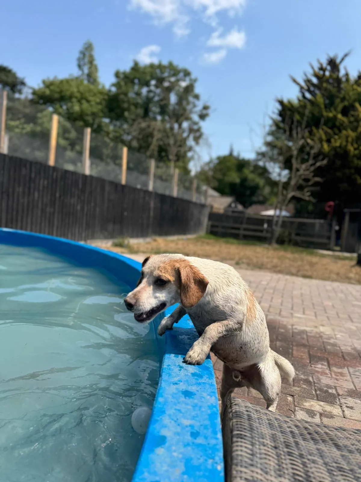 kennels photo 44