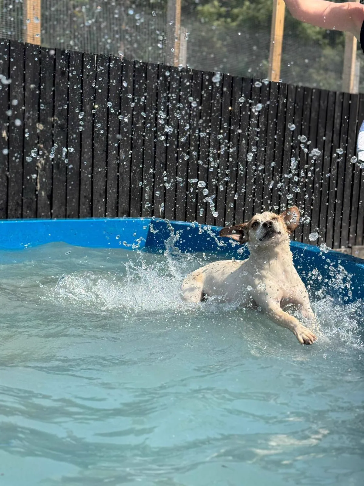 kennels photo 45