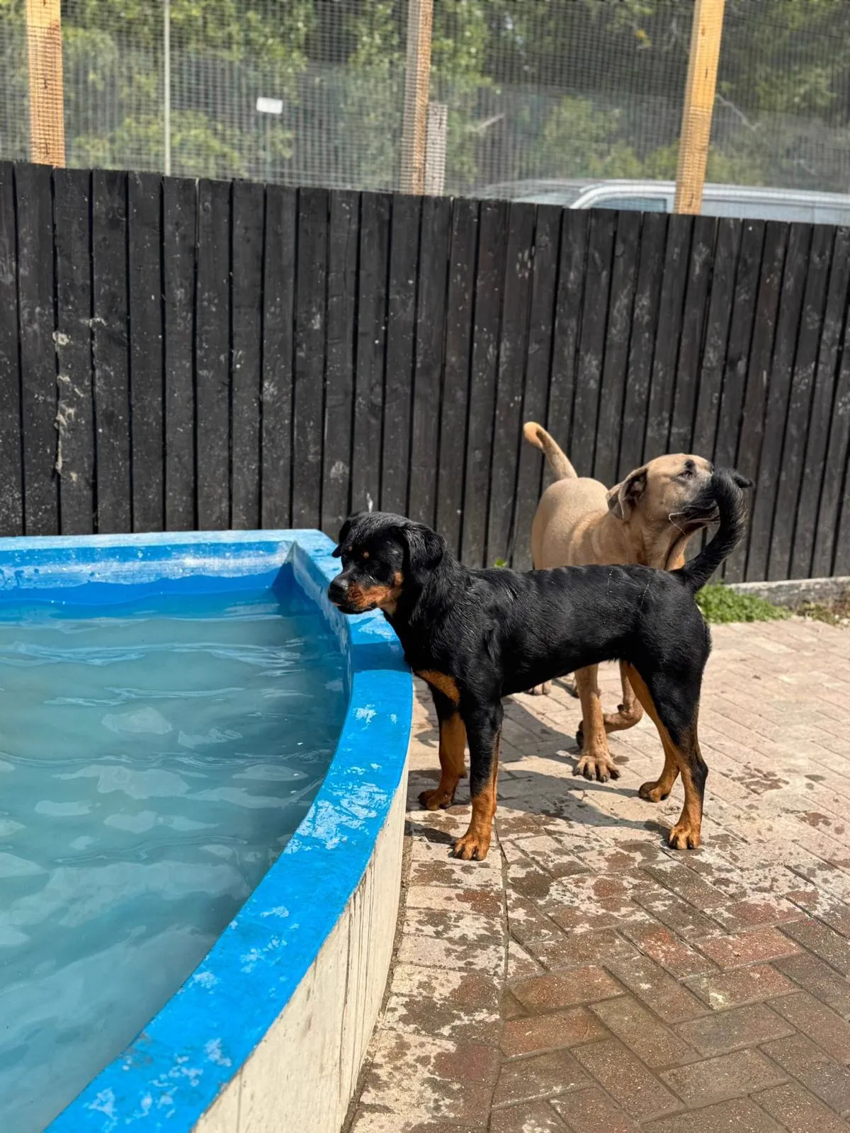 kennels photo 47