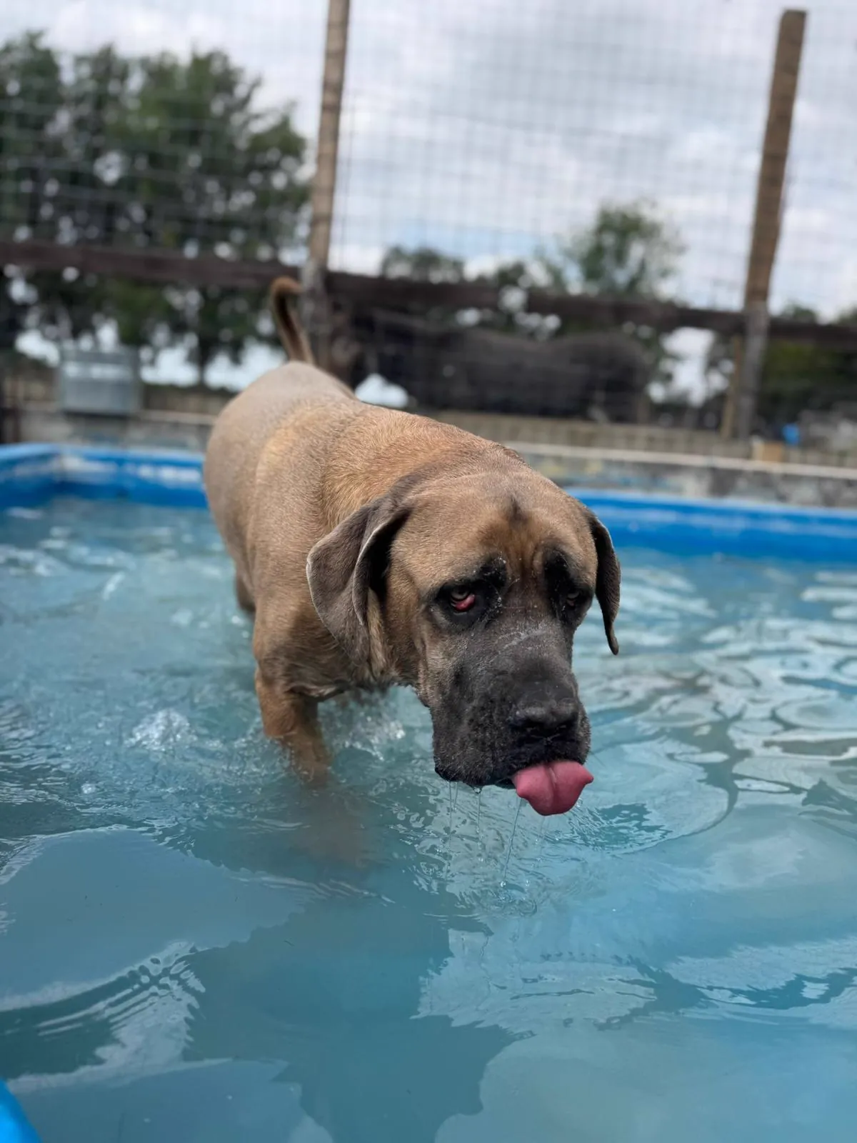 kennels photo 48