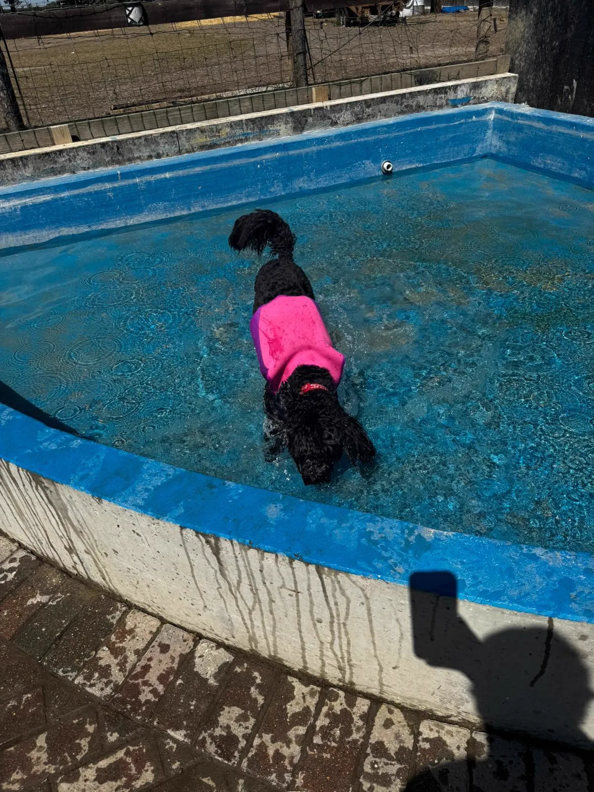 kennels photo 49