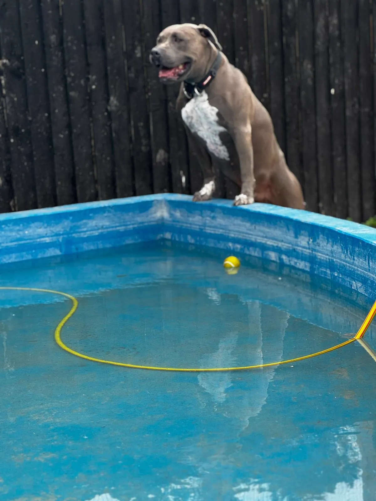 kennels photo 51