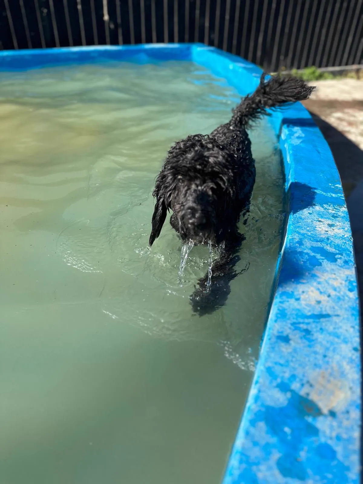 kennels photo 53