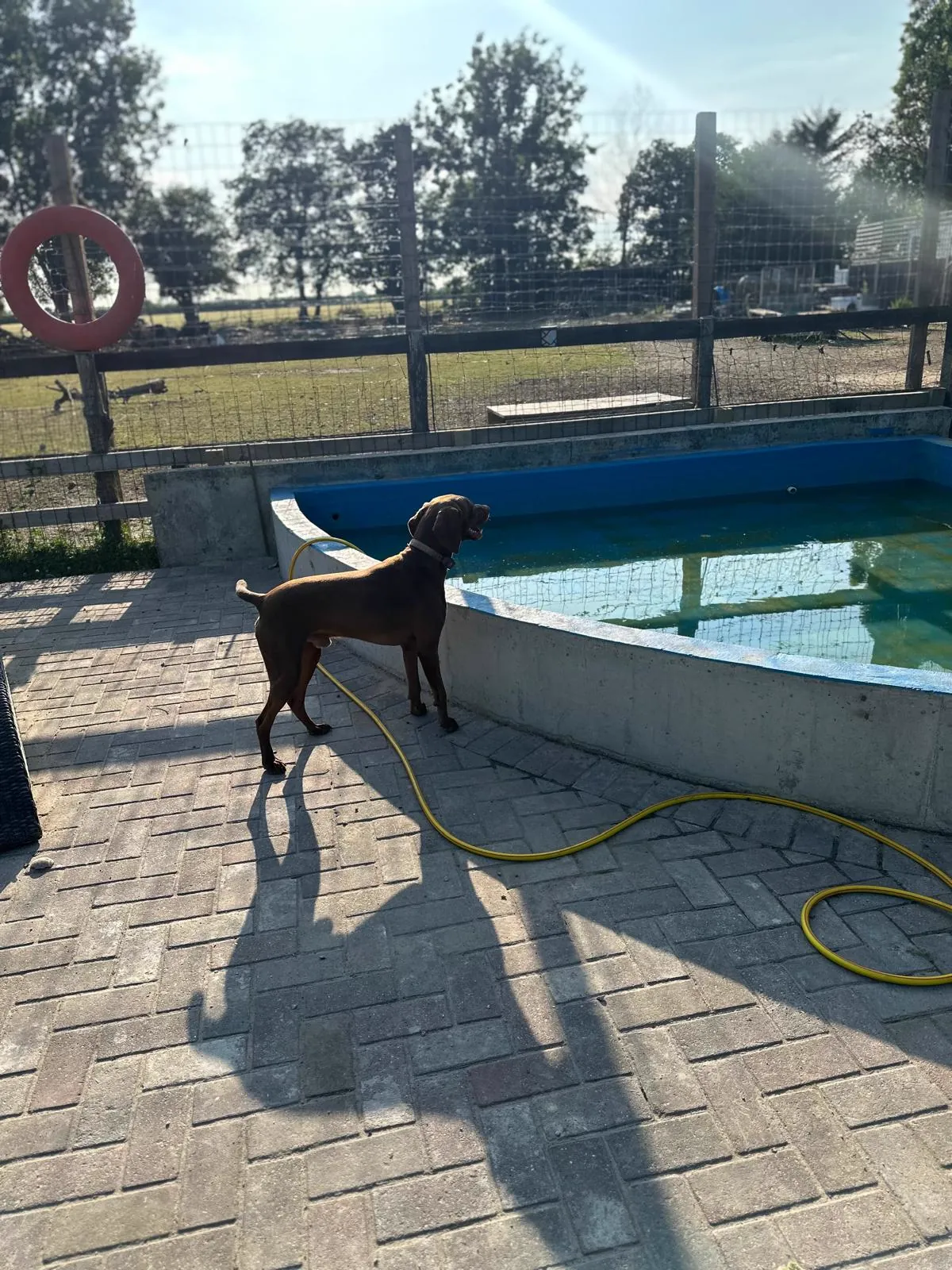 kennels photo 55