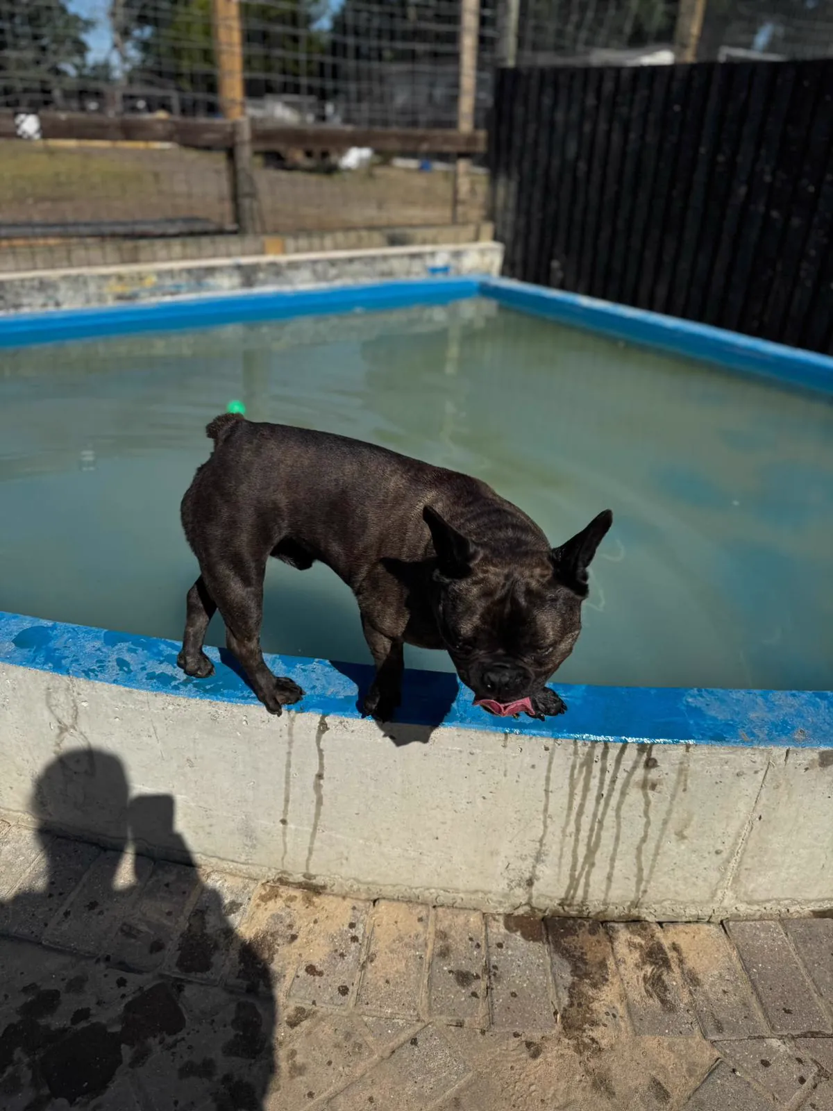 kennels photo 60