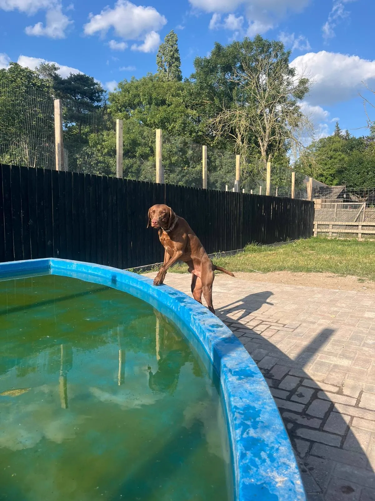kennels photo 63