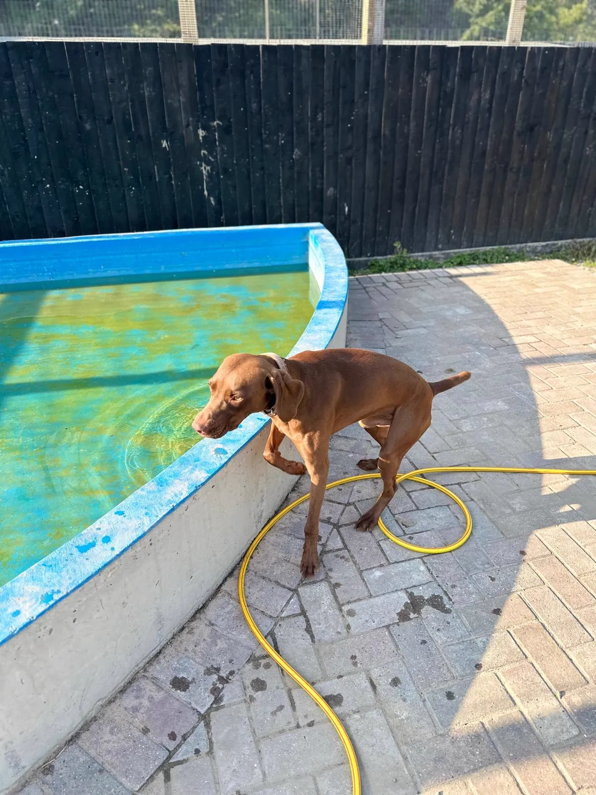 kennels photo 64